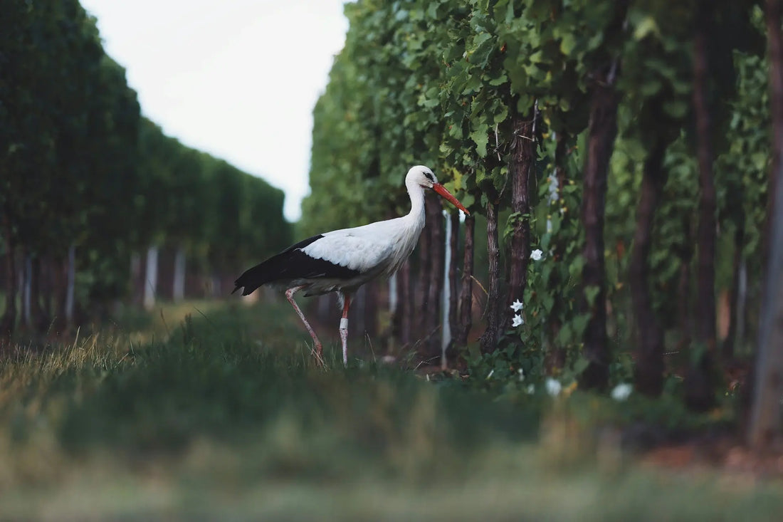 Elevate-Your-Palate-The-Essentials-of-Fine-Wine-NEW-FOUND-THREAD NEW FOUND THREAD
